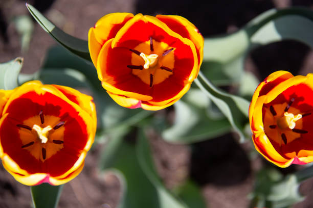 Three red and yellow tulips