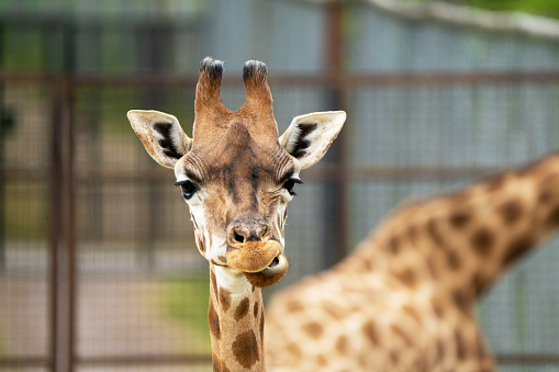 Giraffe in zoo in UK