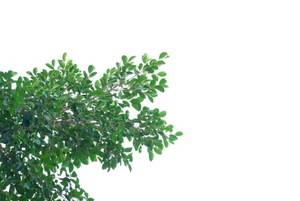 Green leaves color