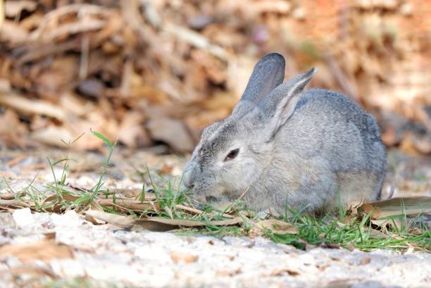 istock A grey rabbit sitting on the ground floor with daylight in outdoor 1933267399