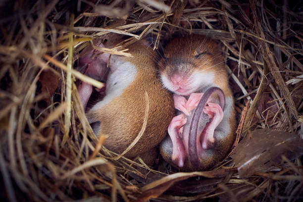istock Baby mice sleeping in nest in funny position 1933279466