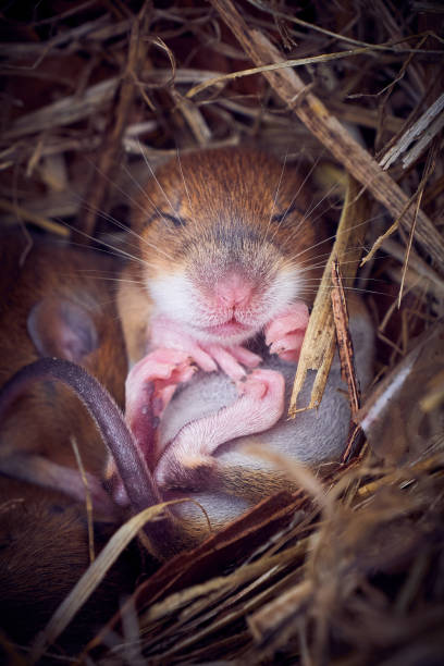 istock Baby mice sleeping in nest in funny position 1933281512