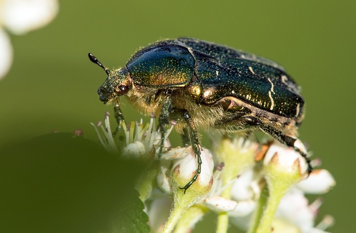 Green Rose Chafer, in latin Cetonia Aurata, on white and red flower