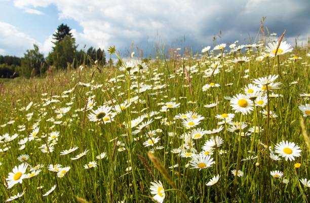 istock daisy on meadow, common daisy in latin Bellis perennis 1933305421