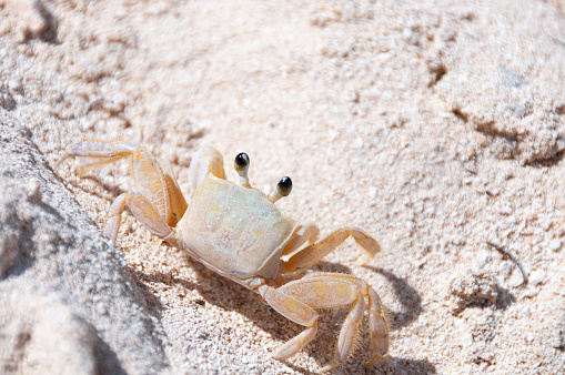 A little Jamaican sand crab