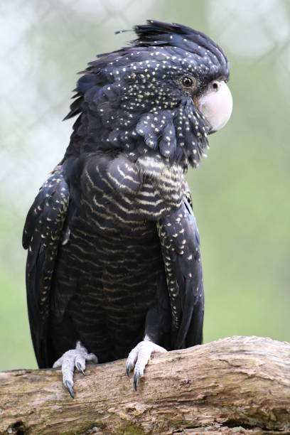 istock Red-tailed black cockatoo 1933329188