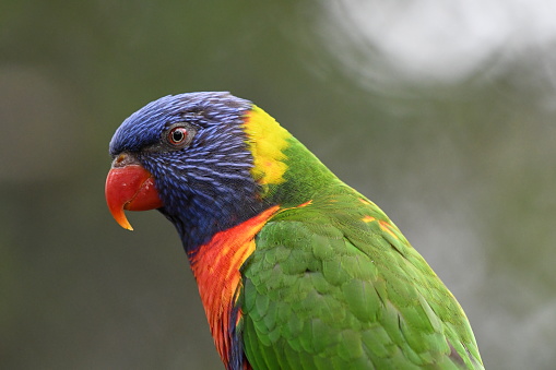 Rainbow lorikeet close up in Australia