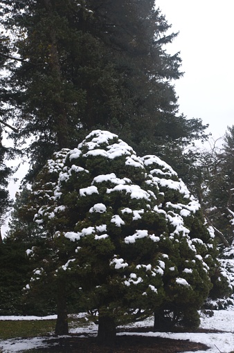 Evergreen trees lightly covered with snow. Taken in public parks in the Chicago metro area.