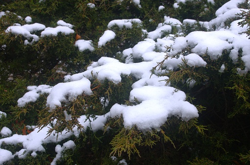 Close up of evergreen branches covered in snow. Taken in public parks in the Chicago metro area.
