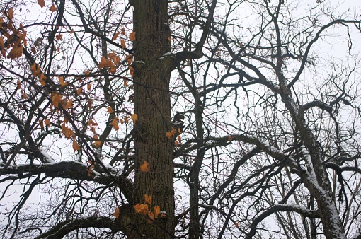 Squirrel perched in a bare tree lightly coated with snow, on an overcast day. Taken in public parks in the Chicago metro area.