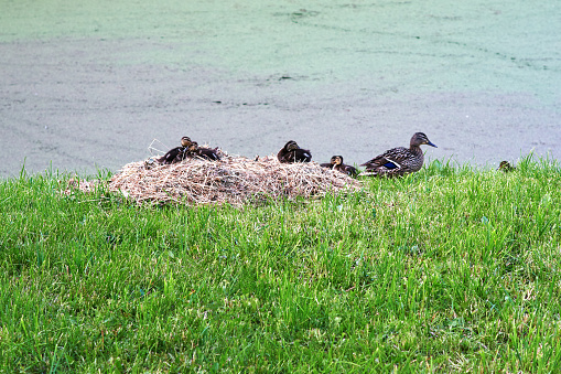 Mother mallard duck and ducklings near a nest on the shore of a grassy lake