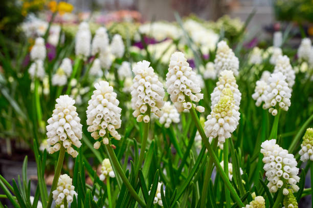istock Muscari aucheri White magic 1933376766