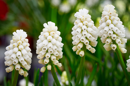 Muscari aucheri White magic ( Grape Hyacinth ). Spring flowers
