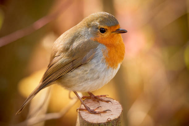 istock European Robin bird sitting on a branch 1933431594
