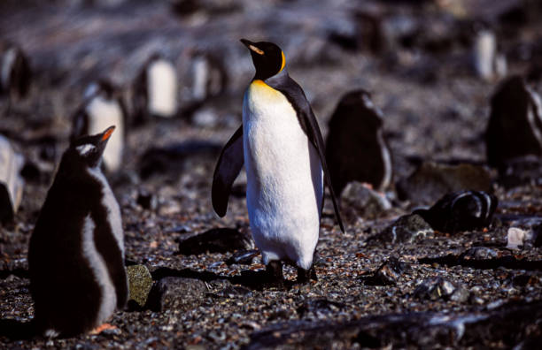 King Penguins looking for directions on South Georgia Island