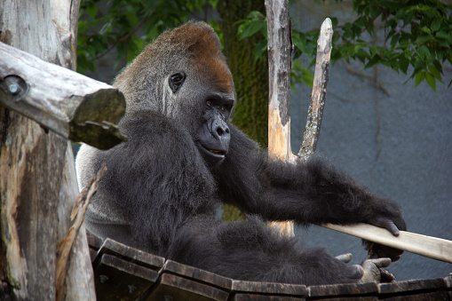 Gorilla sitting on a wood bridge