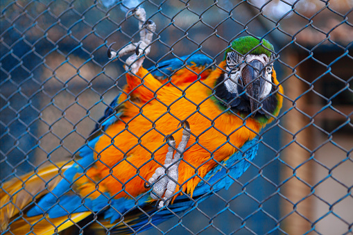 Colorful macaws in a cage. Blue and orange macaws