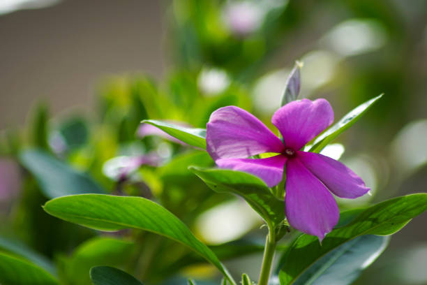 istock rose catharanthus or pink periwinkle in the garden 1933486795