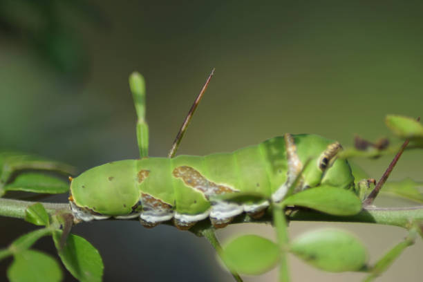 istock caterpillars that attack plants, eating their leaves. 1933493085