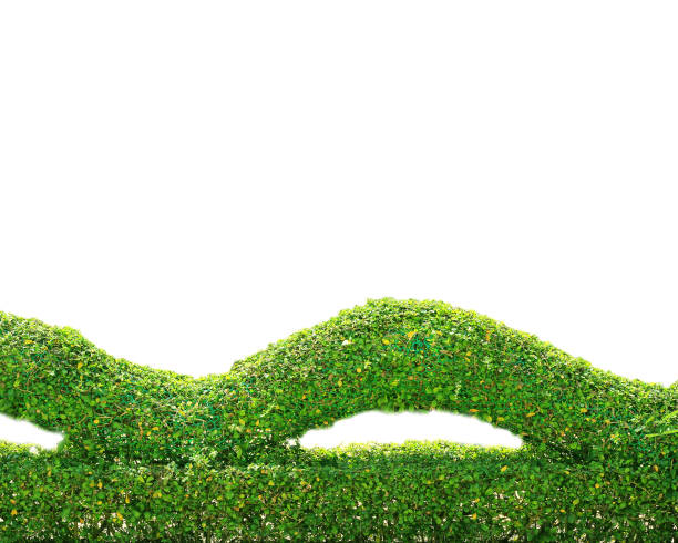 Beautiful round shape of green Hedge cut tree with square shaped base isolated on white background, selective pruning and trimming of branches