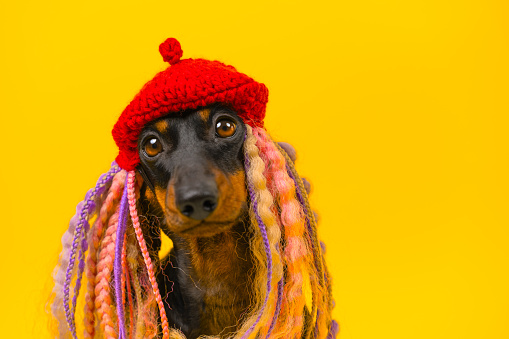 Cute dachshund dog in a red beret and multi-colored dreadlocks on a yellow background. A funny image and original style of a puppy for a party. pet costumes for sale in stores