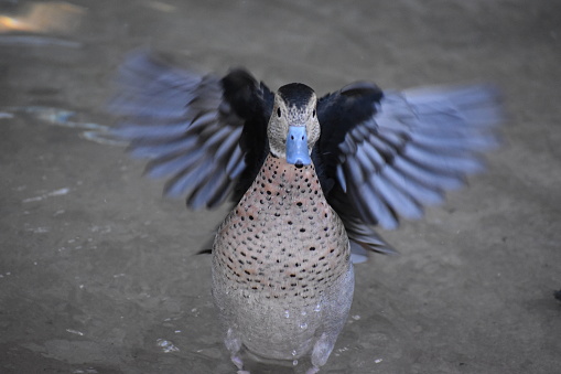 A young colorful Duck takes a bath. Droplets are captured in all directions, as it enjoys its advantages of being in a cool pond.