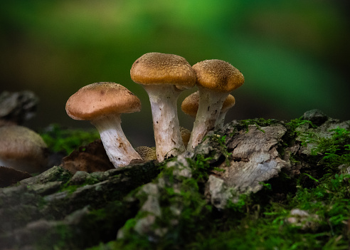 Closeup of three small brown mushrooms on a mossy log.
