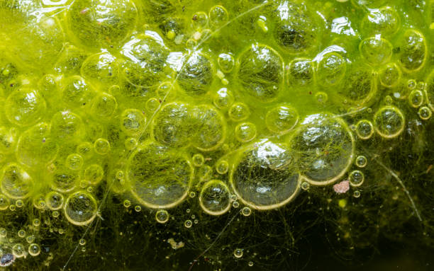 istock Freshwater algae Spirogyra release oxygen into the air, oxygen synthesis in water bodies 1933561711