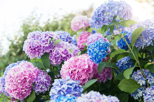 Hydrangea flowers garden. Pink, blue, lilac, violet, purple bushes blossom in spring and summer in town street garden at sunset.