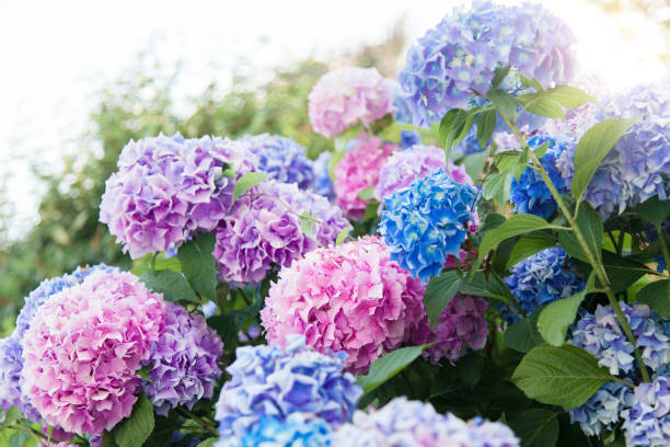 Hydrangea flowers garden. Pink, blue, lilac, violet, purple bushes blossom in spring Hydrangea flowers garden. Pink, blue, lilac, violet, purple bushes blossom in spring and summer in town street garden at sunset. inflorescence stock pictures, royalty-free photos & images