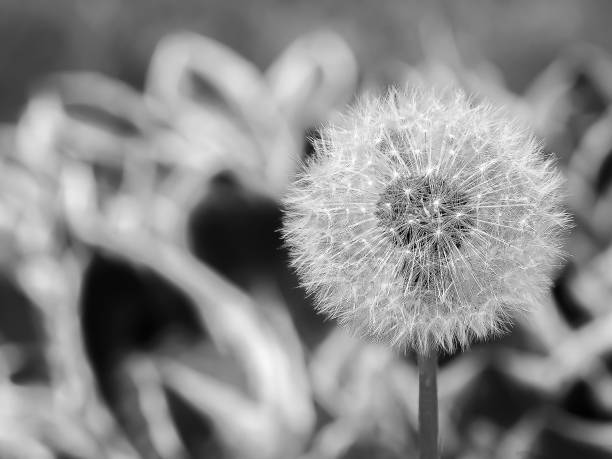 istock Close up on texture dandelion flower with blurred Hosta behind 1933567712