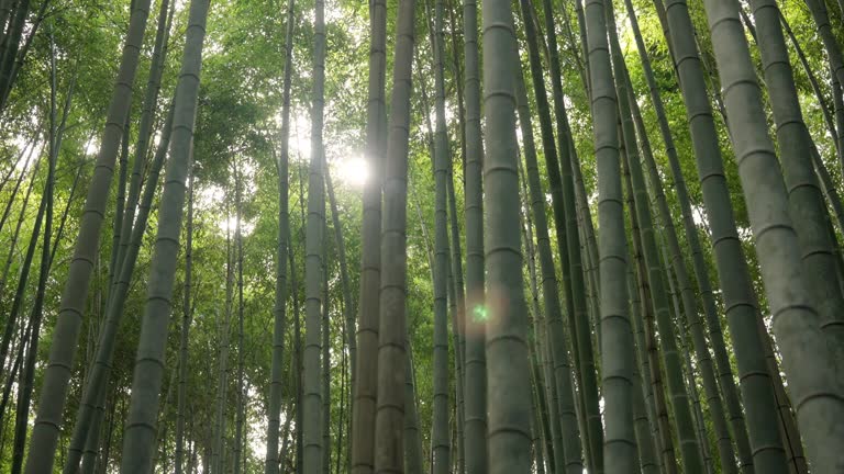 Low angle view of Bamboo Forest