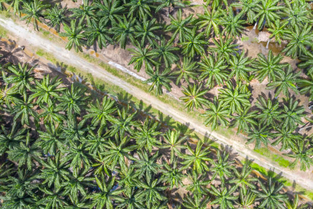 istock palm oil plantation 1933600305