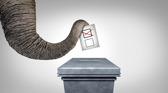 Right wing Conservative vote as an elephant casting a vote at a ballot box representing US conservatives or American right-wing traditional values and republican voters during a presidential election or Primary leadership contest.