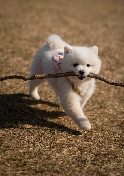 istock Puppy playing fetch with a long stick 1933638171
