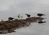 Red-winged Blackbirds (Agelaius phoeniceus) on Lake Tohopekaliga in Florida, USA