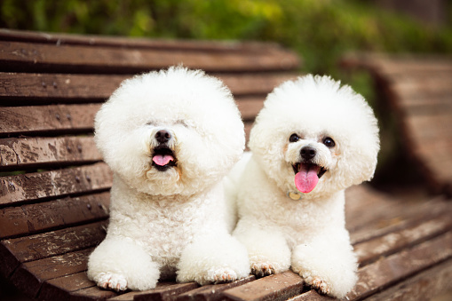 Cute white dogs of the Bichon Frize breed