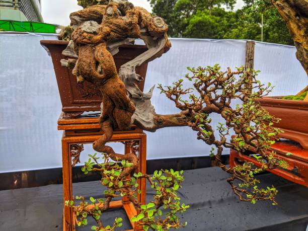 istock There are various forms of bonsai trees 1933676424