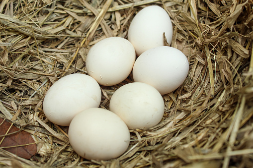 free range chicken eggs on a pile of hay. Gallus domesticus