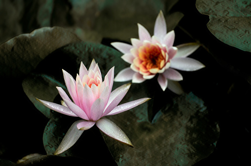 blossoming pink waterlily in pond