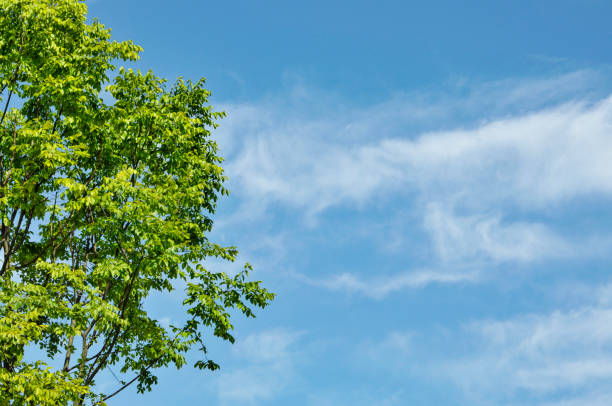 green leaves against the blue sky