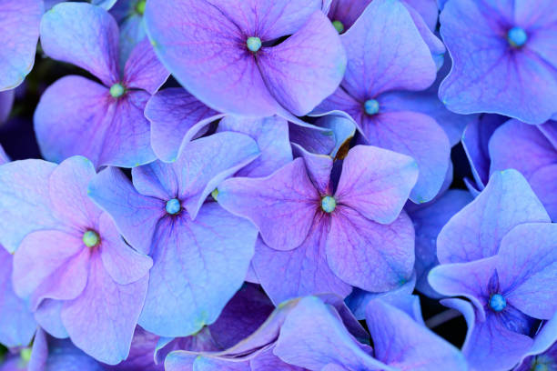 istock Blue hydrangea flowers blossom, Flowers background 1933753332
