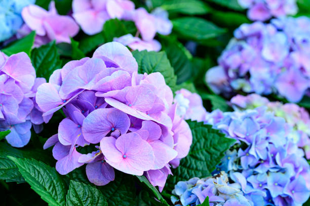 i fiori di ortensia blu sbocciano nel giardino ornamentale - hydrangea gardening blue ornamental garden foto e immagini stock