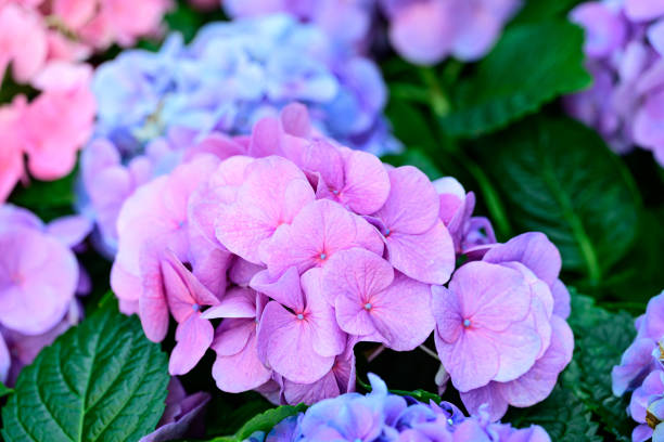 i fiori di ortensia viola e blu sbocciano nel giardino ornamentale - hydrangea gardening blue ornamental garden foto e immagini stock