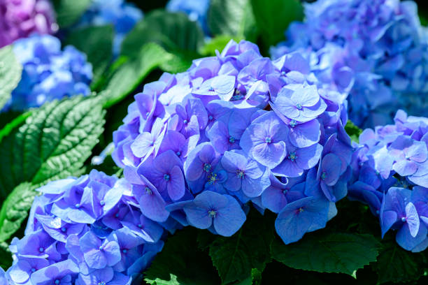 i fiori di ortensia blu sbocciano nel giardino ornamentale - hydrangea gardening blue ornamental garden foto e immagini stock