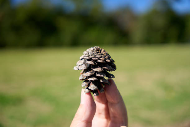 Close-up of pine cone in hand.
