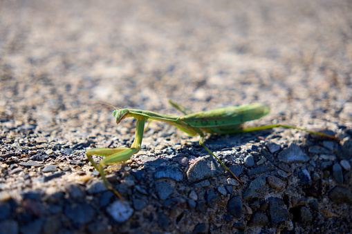 Praying mantis wary on concrete.