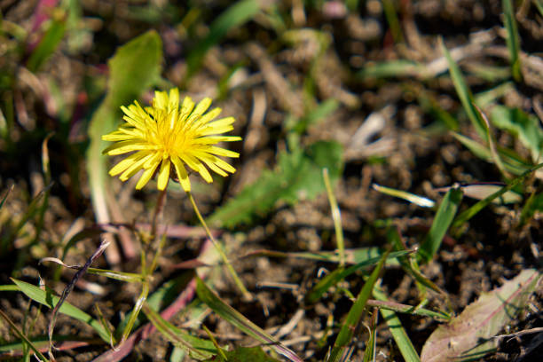 A single dandelion blooming in the field.