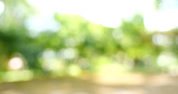 kuvapankkikuvat ja rojaltivapaat kuvat aiheesta blur background green park garden nature bright sunny forest. blurry outdoor park in spring time glowing shinny day template with sunlight bokeh. abstract blurred background banner copy space. - puisto