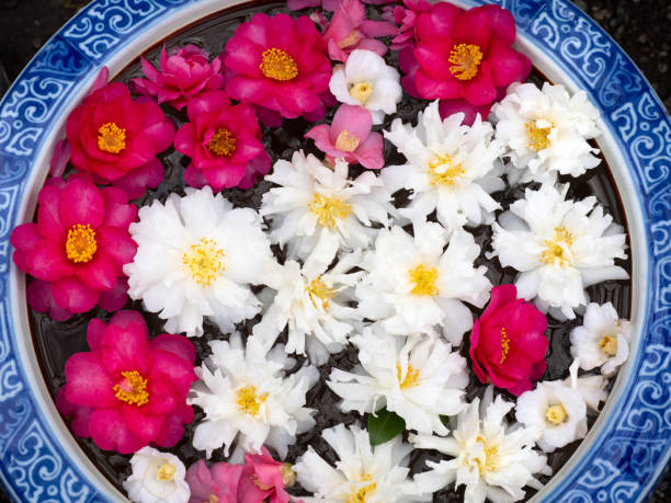 istock sasanqua flowers floating in water 1933800198
